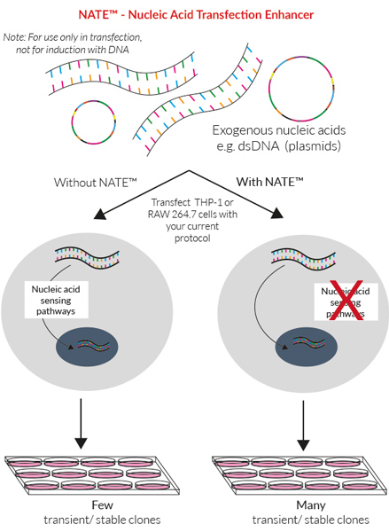 Nate Nucleic Acid Transfection Enhancer Invivogen