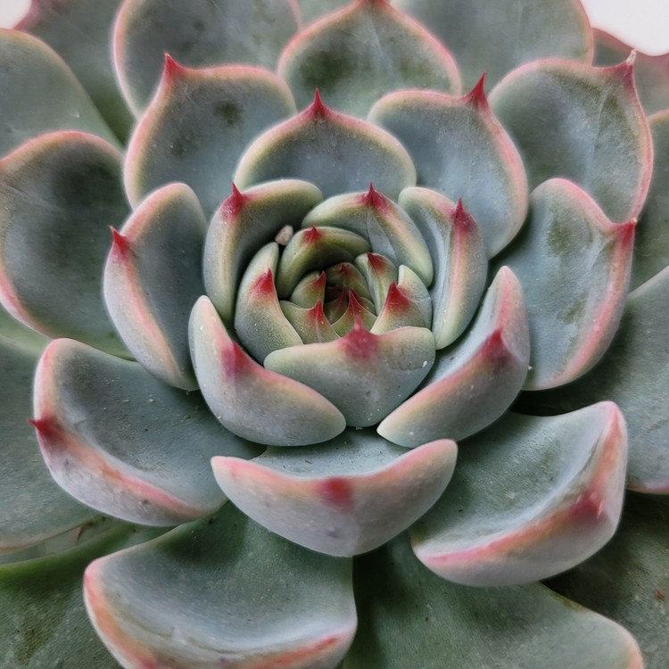 Echeveria Estrela DK Succulents Korea Rare Korean Succulents