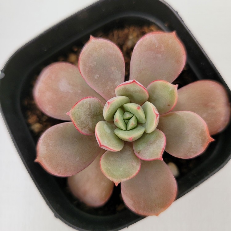 Echeveria Subcorymbosa Lau 26 DK Succulents Korea Rare Korean Succulents