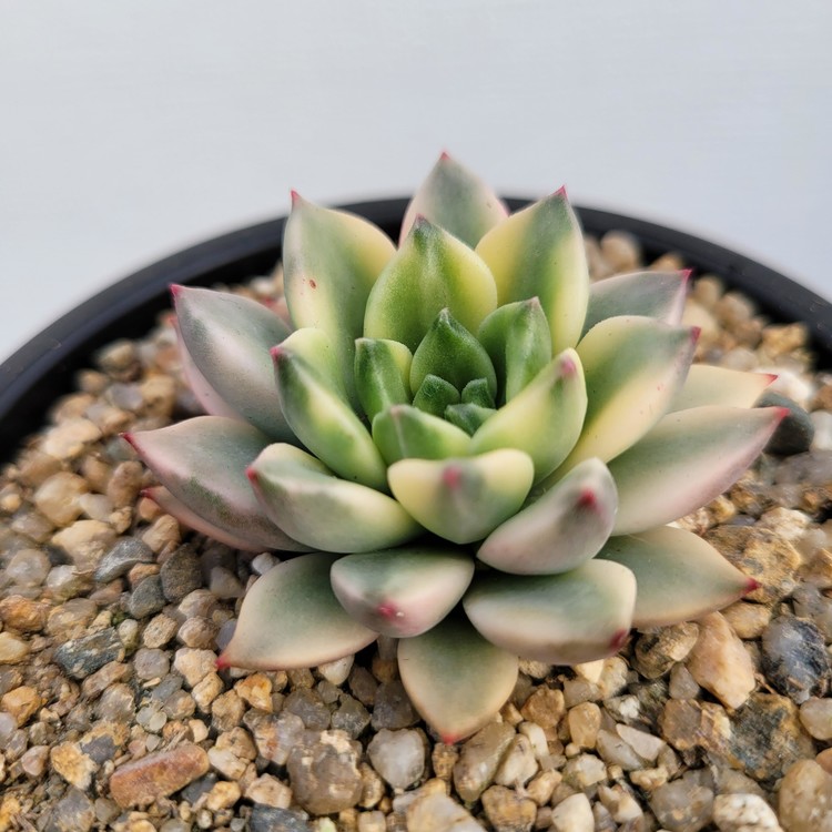 Echeveria Emerald Variegated Dk Succulents Korea Rare Korean