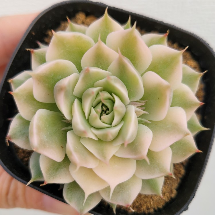 Echeveria Margaret Variegated Dk Succulents Korea Rare Korean