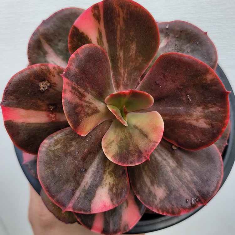 Echeveria Primadonna Variegated Dk Succulents Korea Rare Korean