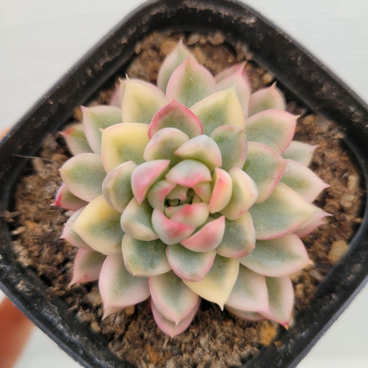 Echeveria Mebina Variegated Dk Succulents Korea Rare Korean