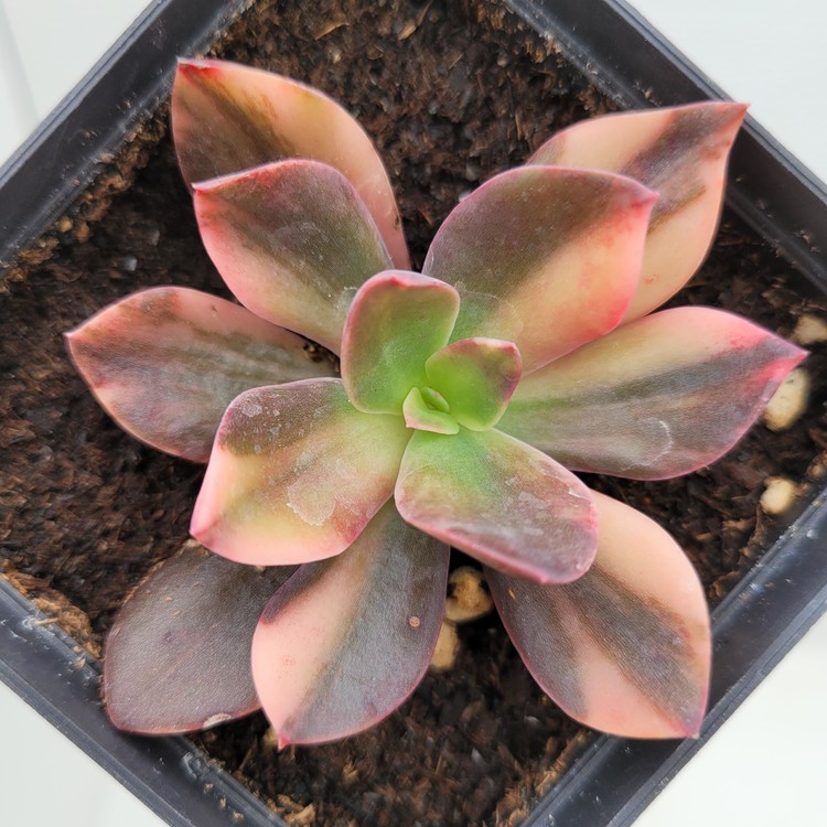 Echeveria Hanaikada Variegated Dk Succulents Korea Rare Korean