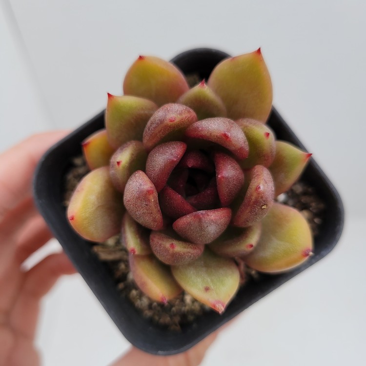 Echeveria Hongki Dk Succulents Korea Rare Korean Succulents