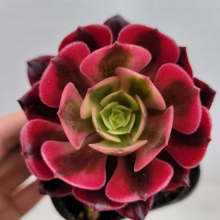 Aeonium Medusa 157 DK Succulents Korea Rare Korean Succulents