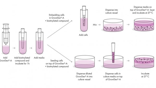 Growdex A The Natural Hydrogel For D Cell Culture Upm Biomedicals