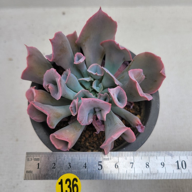 Echeveria Trumpet Pinky Dk Succulents Korea Rare Korean Succulents