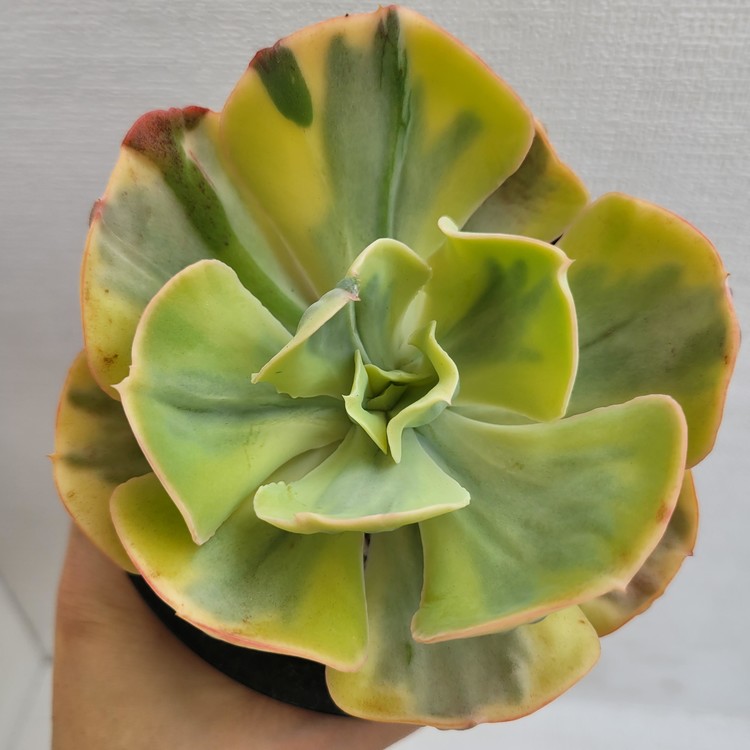 Echeveria Enfant Variegated 81 DK Succulents Korea Rare Korean