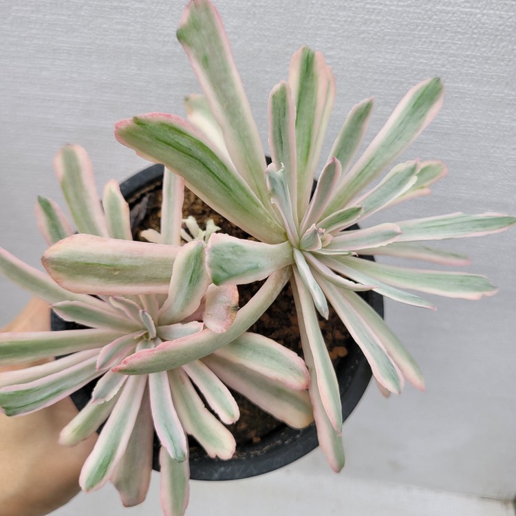 Echeveria Holwayi Variegated Dk Succulents Korea Rare Korean