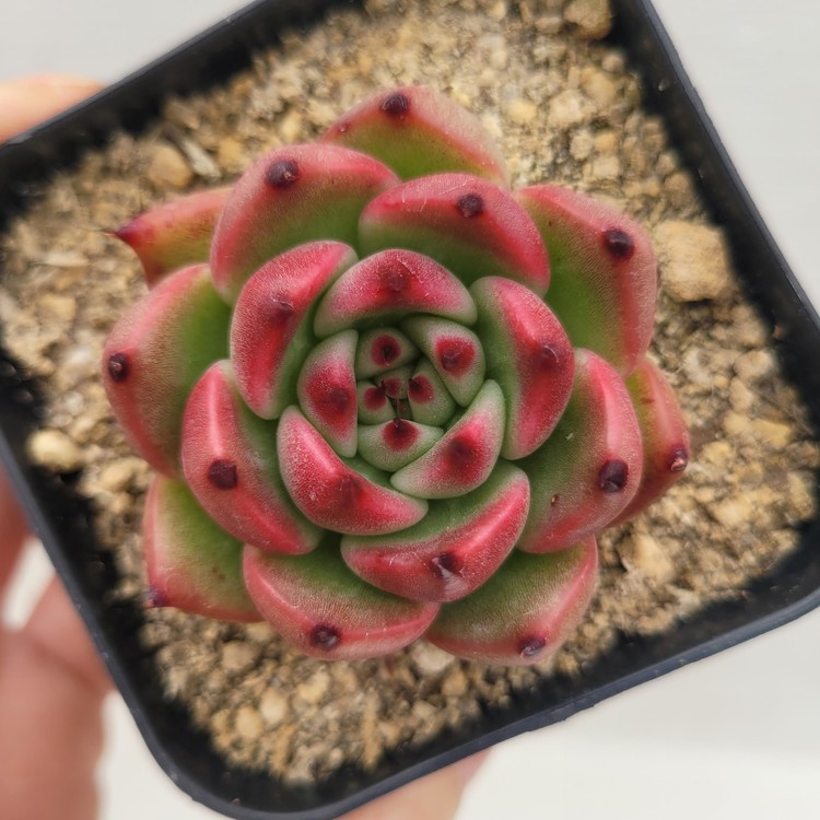 Echeveria Rose Garnett 67 DK Succulents Korea Rare Korean Succulents