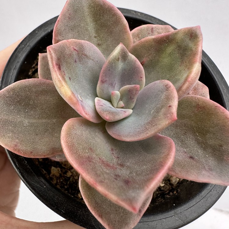 Graptopetalum Bainesi F Variegata Dk Succulents Korea Rare Korean