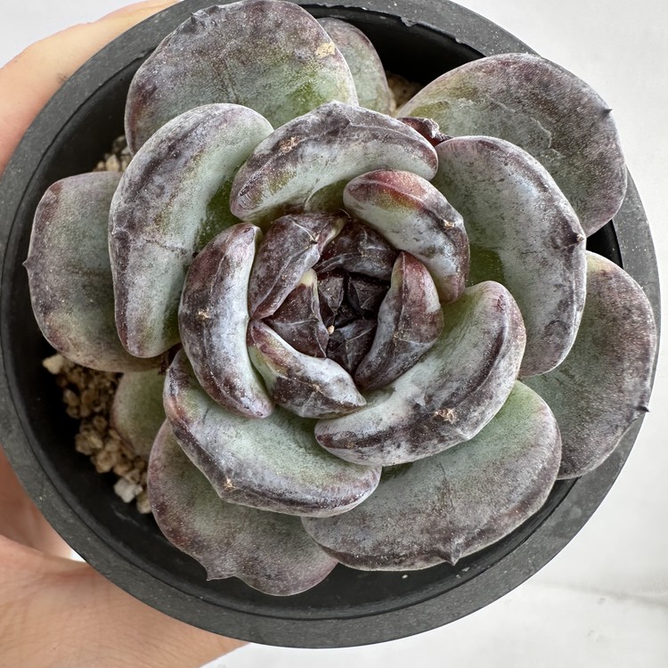 Echeveria Dark Opal Variegated Dk Succulents Korea Rare Korean