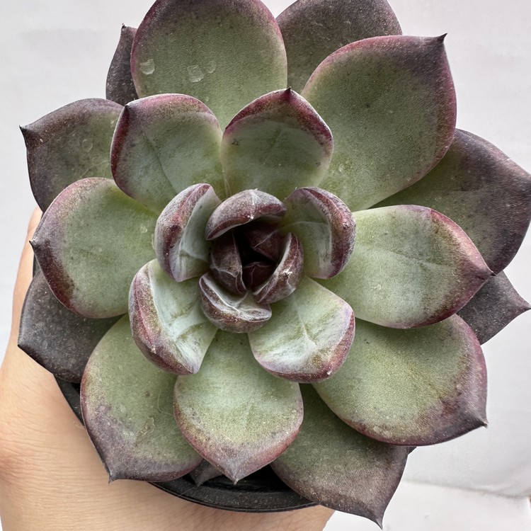 Echeveria Odette 70 DK Succulents Korea Rare Korean Succulents