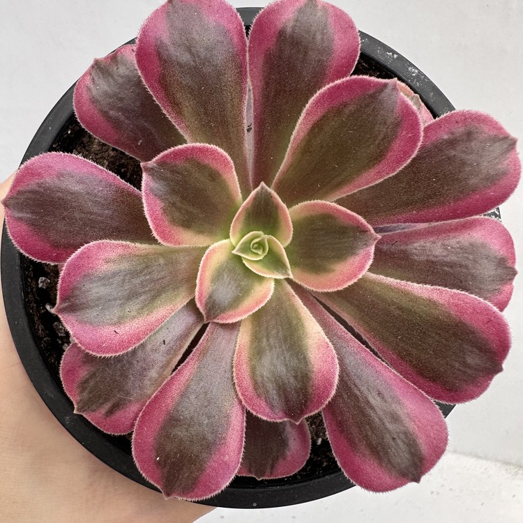 Aeonium Heaven S Gate 14 DK Succulents Korea Rare Korean Succulents