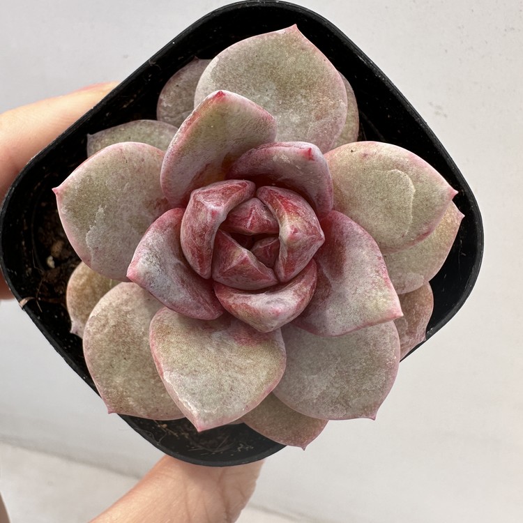 Echeveria German Champagne 69 DK Succulents Korea Rare Korean Succulents