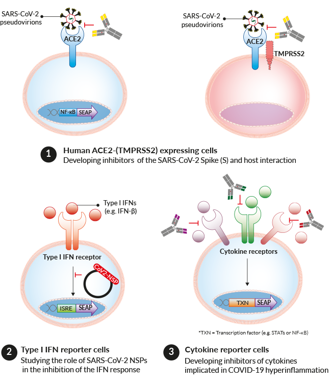 Covid Cell Line