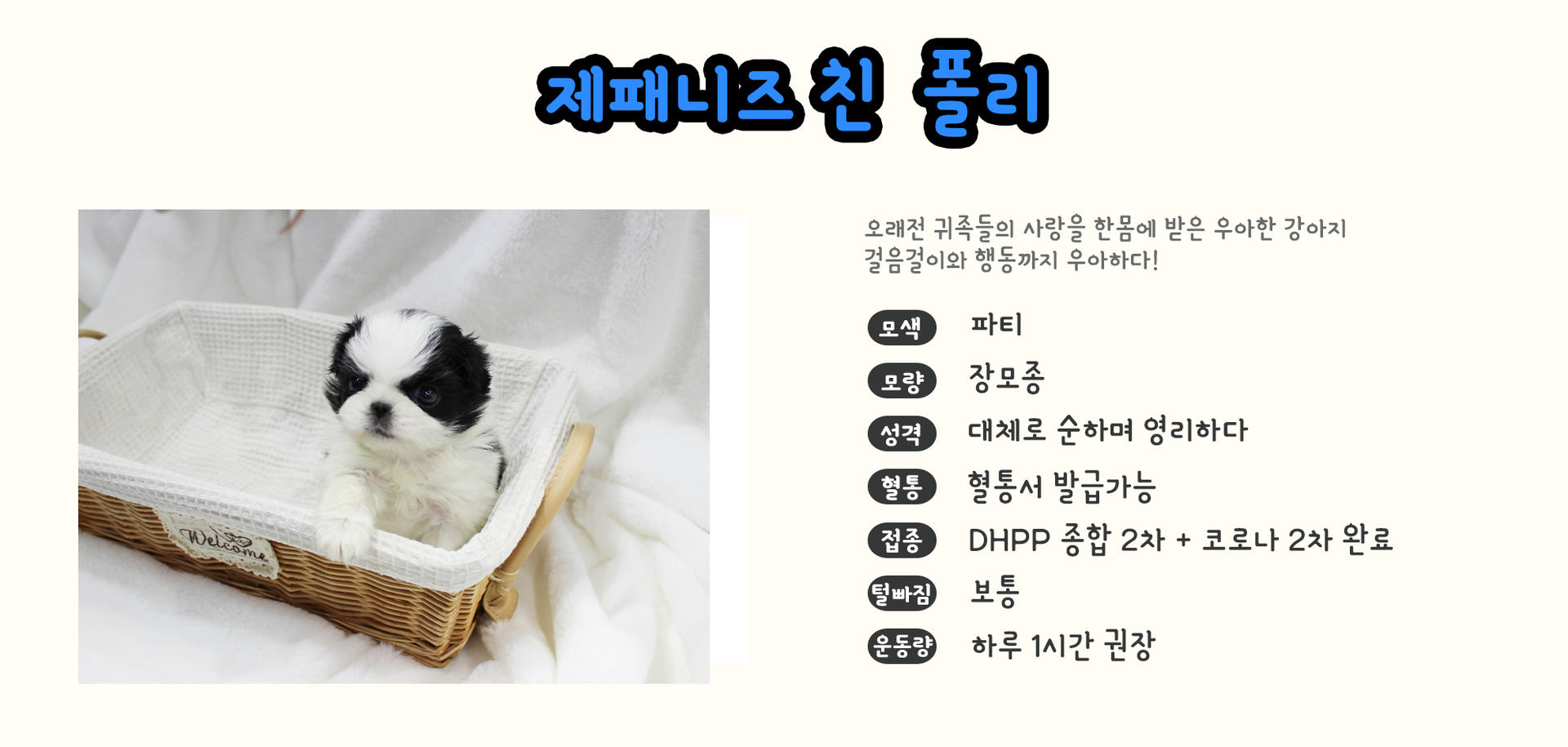 재패니즈친 분양 - 건강검진 완료 강아지 | 몽냥몽냥