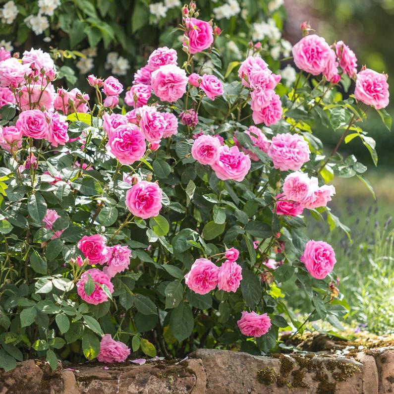 Gertrude Jekyll Avec La Nature