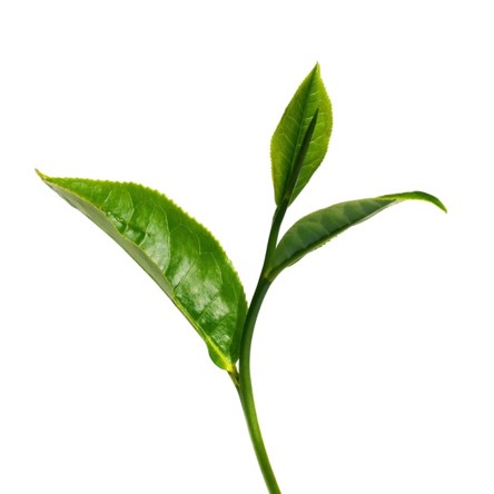 녹차 추출물 (Camelia Sinensis Leaf Extract) : 뉴필, 자연의 힘을 믿습니다.