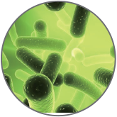 二裂酵母发酵产物溶抱物