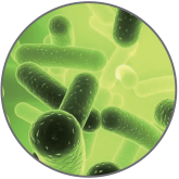 二裂酵母发酵产物溶抱物