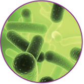 二裂酵母发酵产物溶抱物