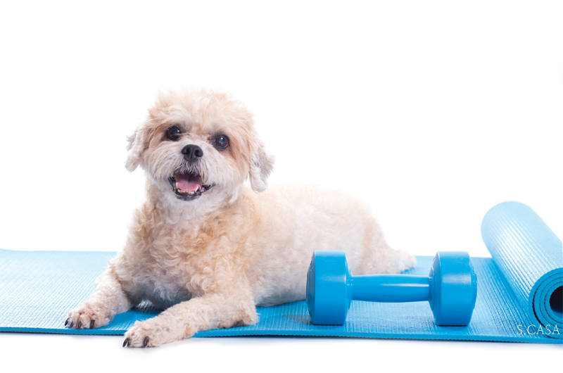 Doga: Yoga for you and your Dog