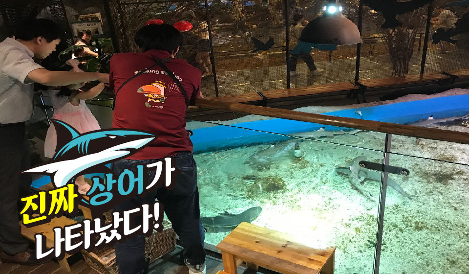 상어 먹이주기 체험