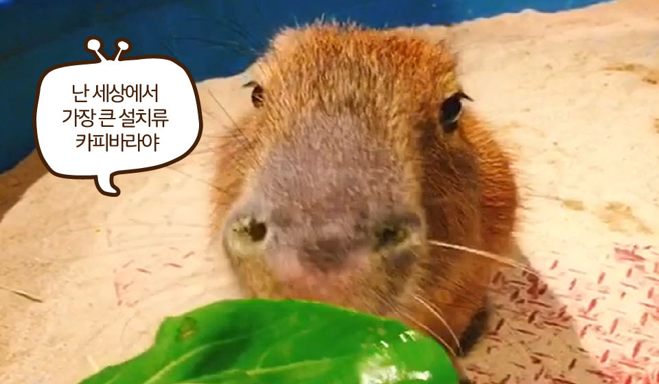 카비바라 먹이주기 체험