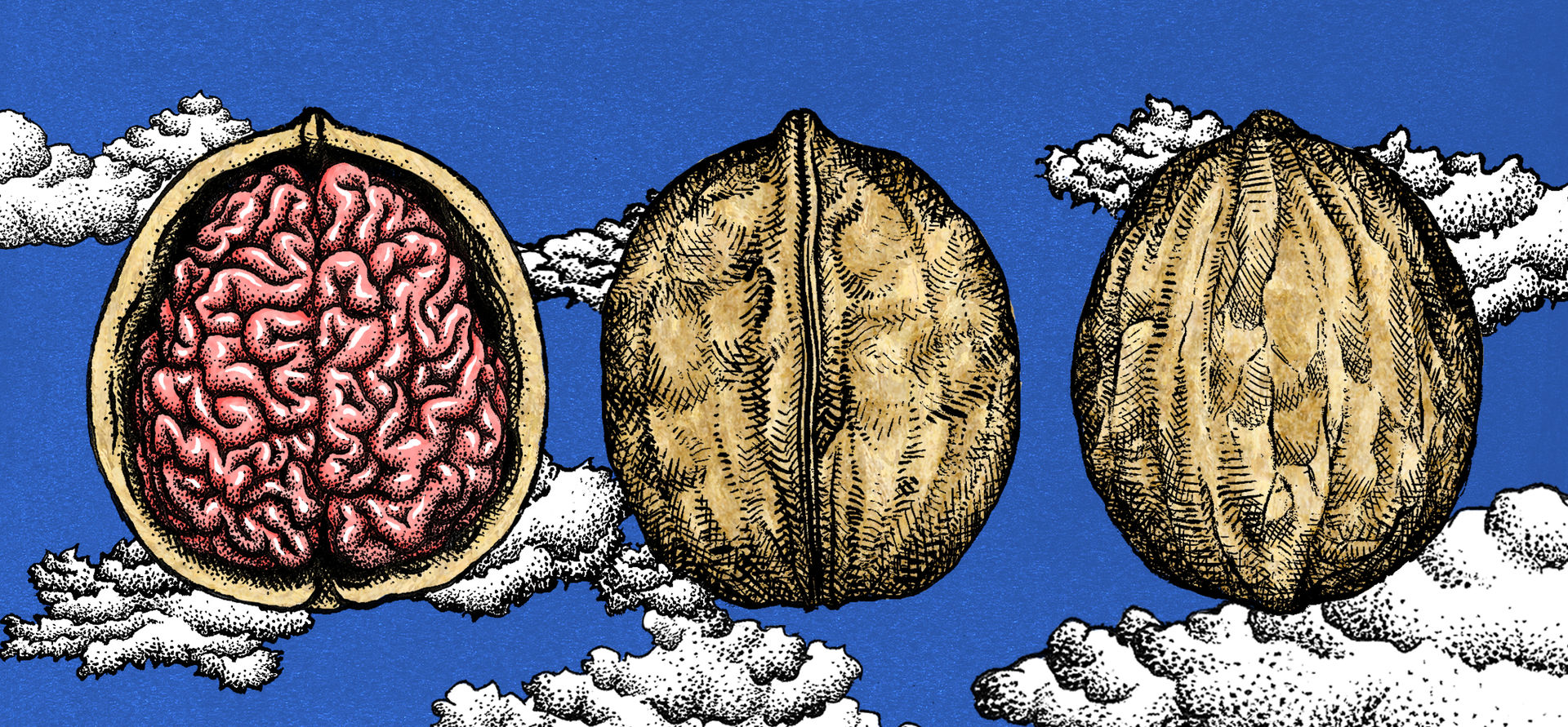 Brain in a nutshell