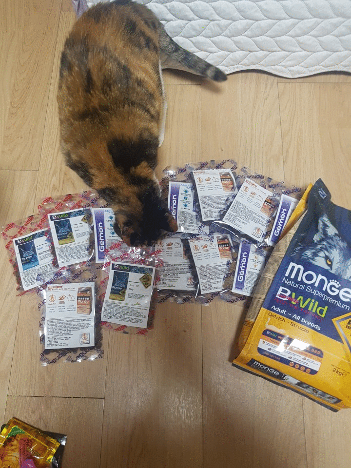 우리냥이들 아주아주 잘 먹어용 !! ㅋㅋ 몬지코리아