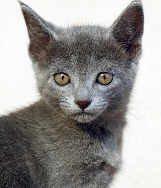 러시안블루 여아 (490,000원) : 고양이무료분양 고양이종류 도그마루 라이트 - 시바견분양 비숑분양 비숑분양가 러시안블루 골든리트리버 웰시코기 