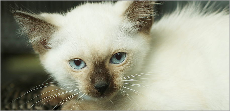 샴고양이 여아 (590,000원) : 고양이무료분양 고양이종류 도그마루 라이트 - 시바견분양 비숑분양 비숑분양가 러시안블루 골든리트리버 웰시코기 