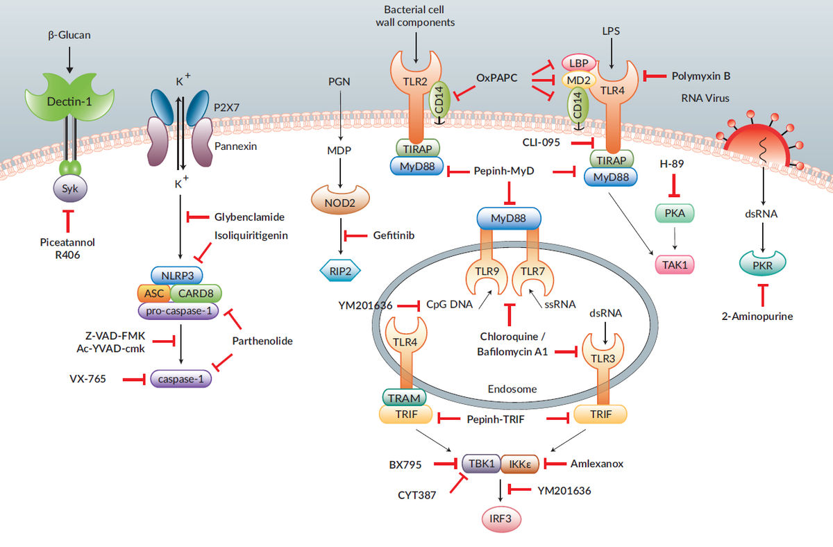 TLR9 & STING Ligand : Invivogen 제품 소개