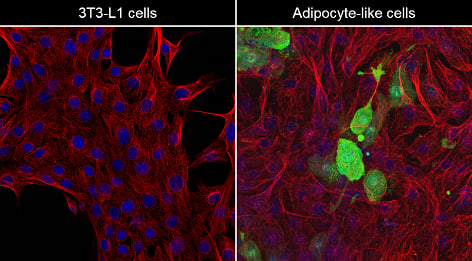 Differentiation of 3T3-L1 cells into adipocyte-like cells: case study ...