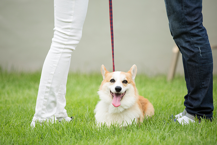 강아지 산책의 중요성! : 도그마루 유용한 꿀팁