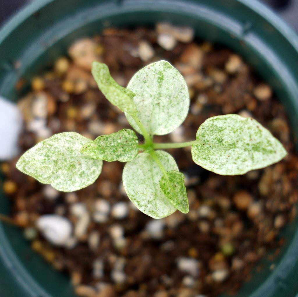 식물 위 하얀 가루 ? 응애 퇴치하기 (aka.흰가루병) : 숲과 나무에 대한 이야기 - 매거진, image size:1024x1020