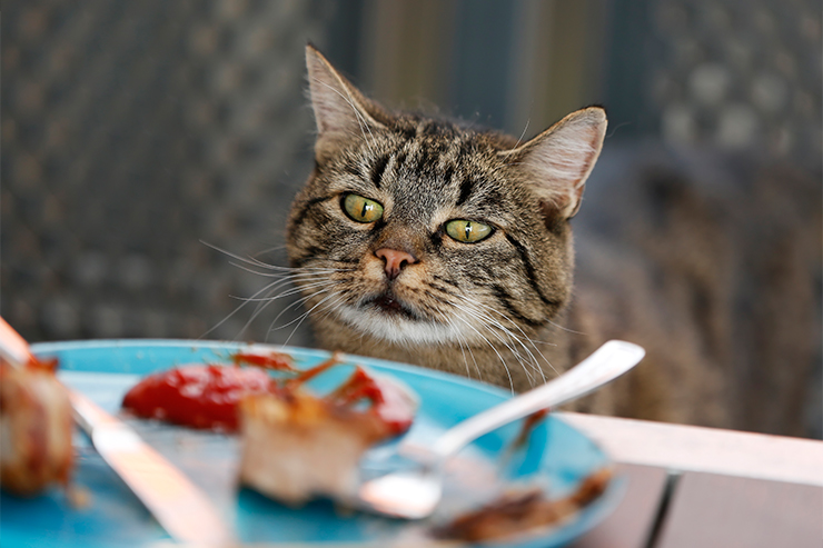 고양이가 먹으면 안되는 음식 알아보기! : 도그마루 유용한 정보