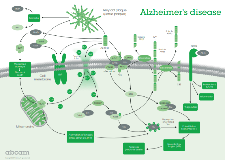 Alzheimer’s Disease (AD) 연구 Tool : Abcam 제품 소개