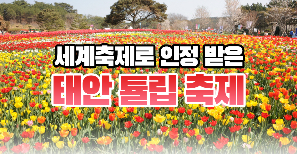 태안 튤립축제