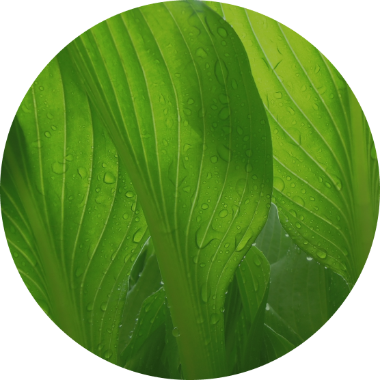 <strong>다년생<br>식물재배</strong>