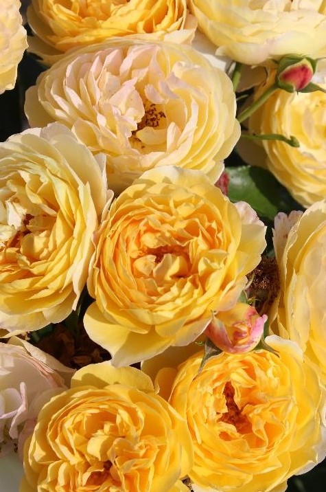 델바 정원 장미.Delbard Garden Roses