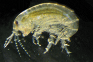 Hyalella azteca