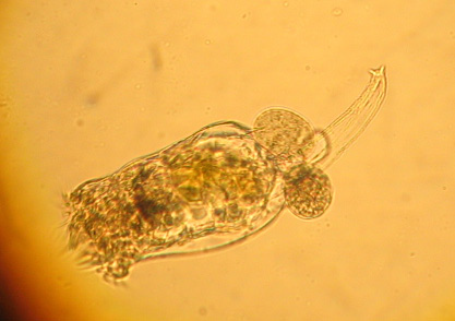 Brachionus calyciflorus
