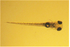 Danio rerio (Zebra fish)