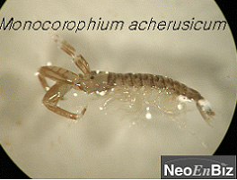 Monocorophium acherusicum