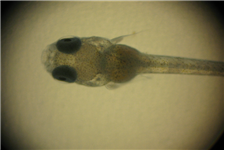 Cyprinodon variegatus