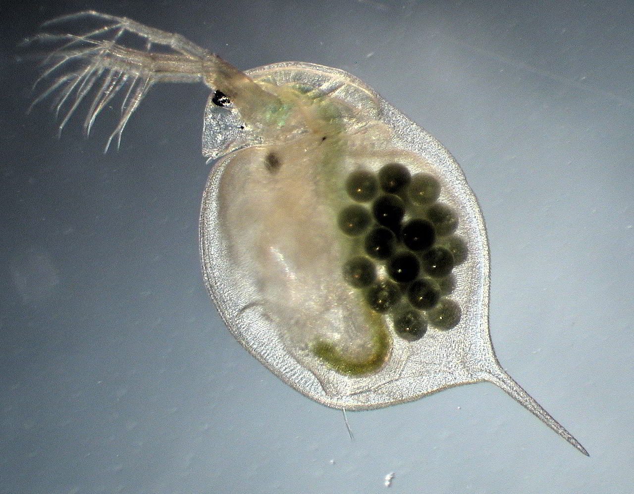 시험생물 물벼룩 (Daphnia magna) / 규격: DMN 101, DMN 102