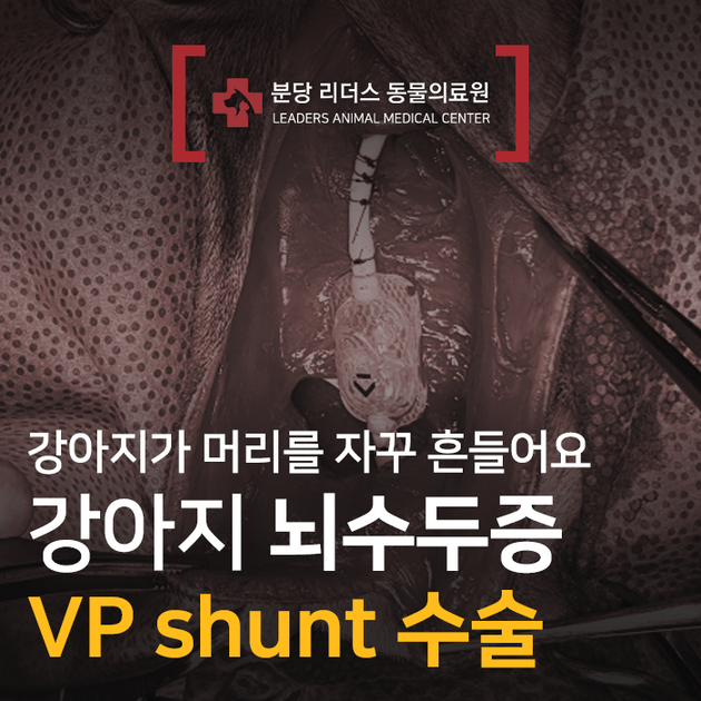 강아지가 머리를 자꾸 흔들어요 - 강아지 뇌수두증, VP shunt수술 : 분당 리더스 동물의료원 진료 및 수술 사례